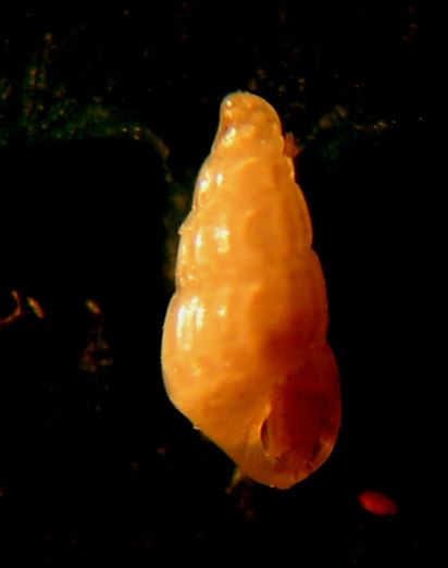 Chrysallida cfr. obtusa